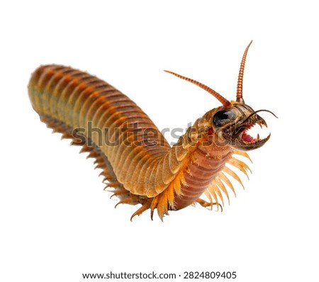 Bobbit Worm Single Bobbit Worm Emerging Dramatica Isolated On White Background