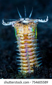 Bobbit Worm Underwater