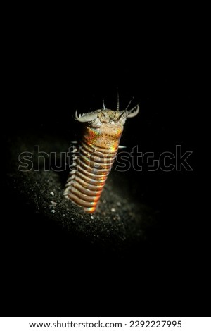 bobbit worm waiting for pray 