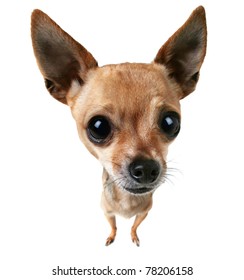 A Bobblehead Chihuahua