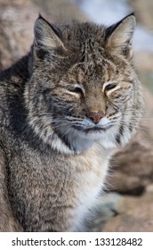 Bobcat