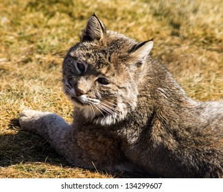 Bobcat