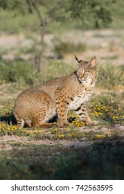 Bobcat