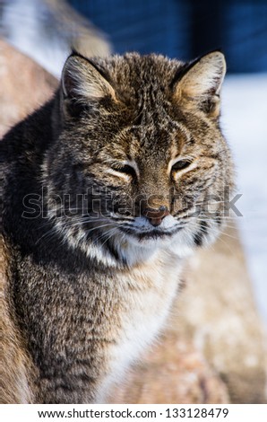 Bobcat