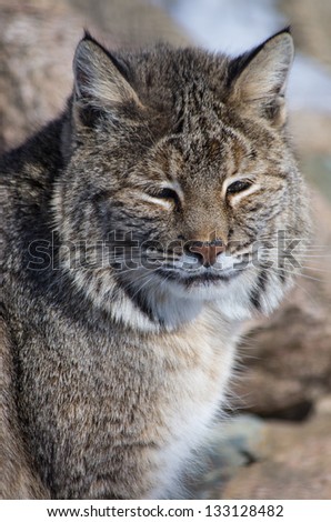 Bobcat