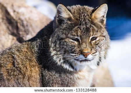 Bobcat