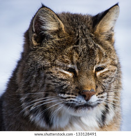 Bobcat