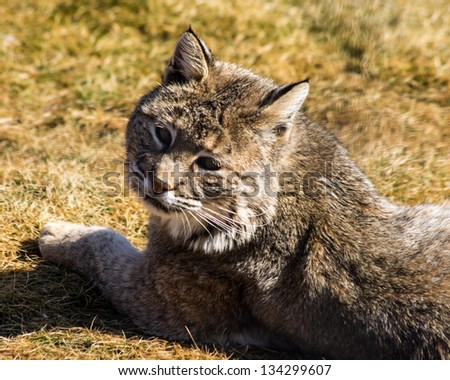 Bobcat
