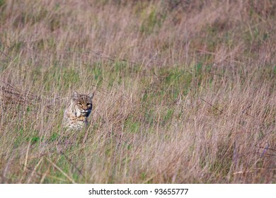 Bobcat Captured On A Grassy Hill In Marin County, California