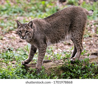 Bobcat close up walking and looking at the camera while showing its body, head, ears, eyes, nose, mouth tail,and enjoying its environment and surrounding.