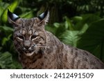 Bobcat close up wild animal