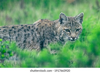 Bobcat Closeup In A Green Meadow At Point Reyes, California