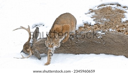 Bobcat discovered deer carcass, Minnesota winter
