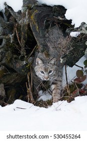 Bobcat Emerging From Its Den In Winter