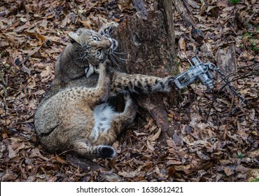 Bobcat Feline Caught By Trapper In Live Trap.  Wildlife Predator Trapped In Foothold Trap. Management And Recreational Sport Activity Of Animal Hunting And Trapping. Predator Control.