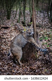 Bobcat Feline Caught By Trapper In Live Trap.  Wildlife Predator Trapped In Foothold Trap. Management And Recreational Sport Activity Of Animal Hunting And Trapping. Predator Control.