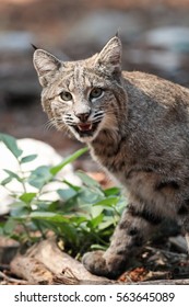 Bobcat Hunting Lynx Rufus California Yosemite Stock Photo 563645089 ...