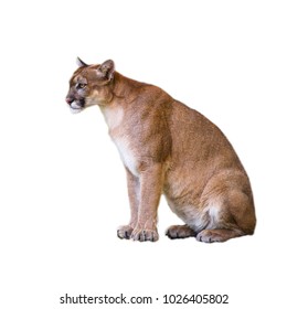 Bobcat Isolated On The White Background