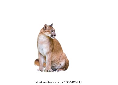 Bobcat Isolated On The White Background