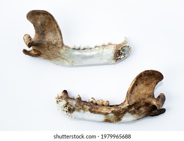 Bobcat Jaw Bones With Teeth