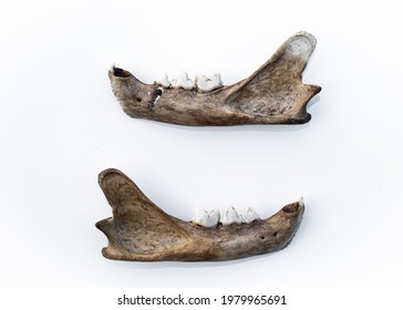 Bobcat Jaw Bones With Teeth