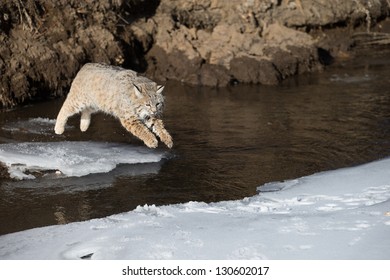 Bobcat Jumping On Stream Bank