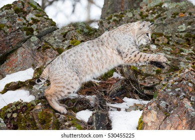 Bobcat Jumping From Rock To Rock Profile