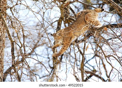 Bobcat Jumping From Tree