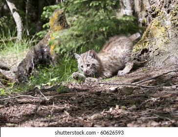 Bobcat Kitten