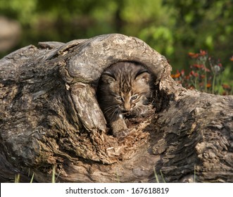 172 Bobcat Hiding Images, Stock Photos & Vectors | Shutterstock