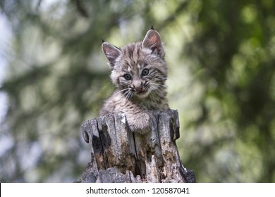 Bobcat Kitten On Log