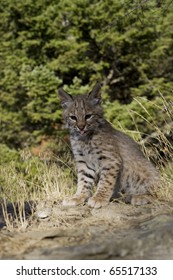 Bobcat Kitten In The Woods