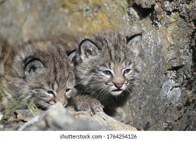 Bobcat Kittens Near The Den