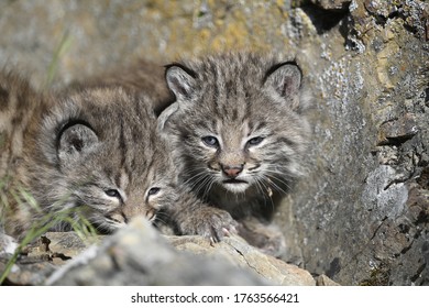 Bobcat Kittens In The Rocks Of Den