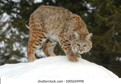 Bobcat  (Lynx Rufus)