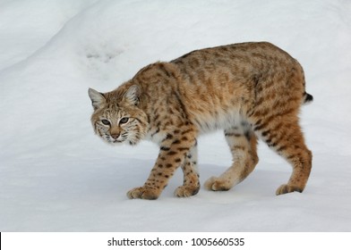 Bobcat  (Lynx Rufus)