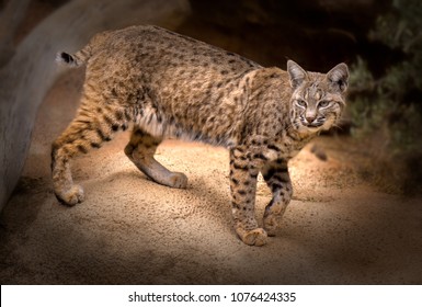 Bobcat Lynx Rufus