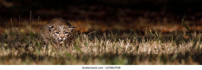 Bobcat - Lynx Rufus