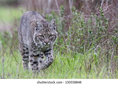 Bobcat - Lynx Rufus