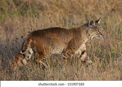 Bobcat (Lynx Rufus)