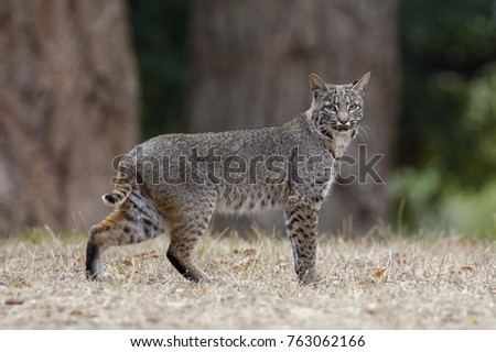 Bobcat - Lynx rufus