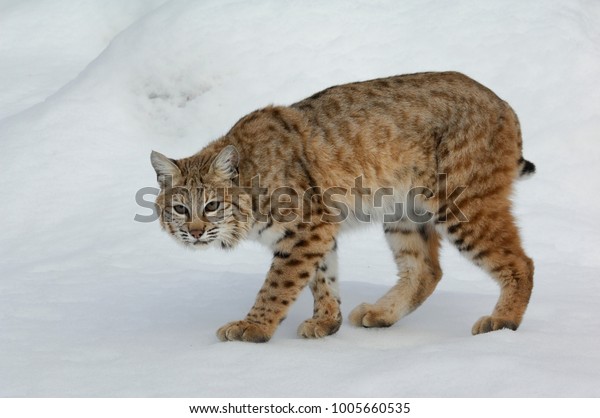 lynx rufus