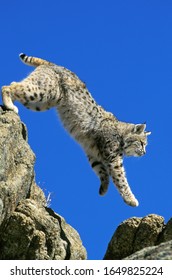 Bobcat, Lynx Rufus, Adult Leaping From Rocks, Canada  