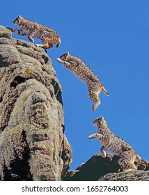 Bobcat, Lynx Rufus, Adult Leaping On Rocks, Movement Sequence, Canada  