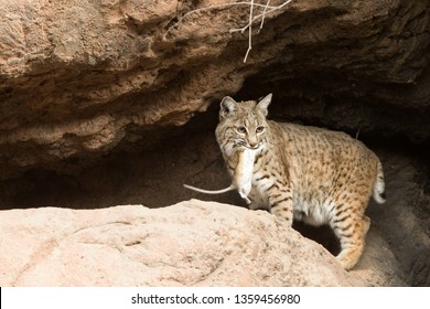 Bobcat, Lynx Rufus, Arizona, With Wild Pack Rat Agnieszka Bacal.