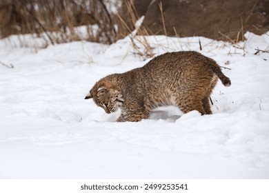 Bobcat (Lynx rufus) Digs Into Snow Winter - captive animal - Powered by Shutterstock