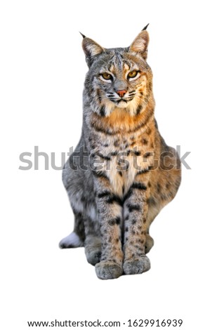 Bobcat (Lynx rufus / Felis rufus) native to southern Canada, North America and Mexico against white background