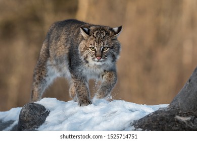 Bobcat (Lynx Rufus) Kicks Up Snow On Log Winter - Captive Animal