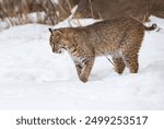 Bobcat (Lynx rufus) Looks Down Into  Snow Licking Chops Winter