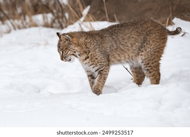 Bobcat (Lynx rufus) Looks Down Into  Snow Licking Chops Winter - Powered by Shutterstock